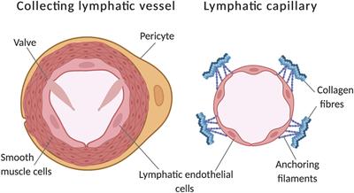 Transcription Factor Control of Lymphatic Quiescence and Maturation of Lymphatic Neovessels in Development and Physiology